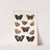 Insecta Lepidoptera-Rhopalocera Pl 034 by Frederick DuCane Godman