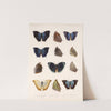 Insecta Lepidoptera-Rhopalocera Pl 035 by Frederick DuCane Godman