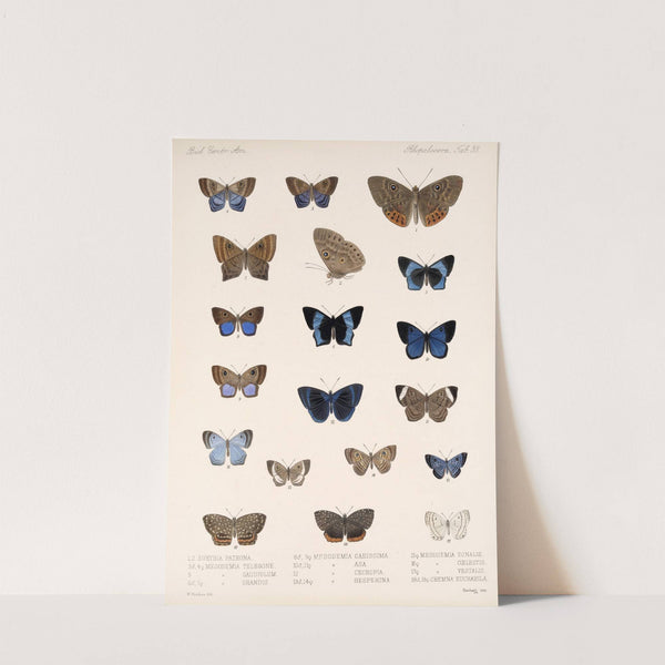 Insecta Lepidoptera-Rhopalocera Pl 039 by Frederick DuCane Godman