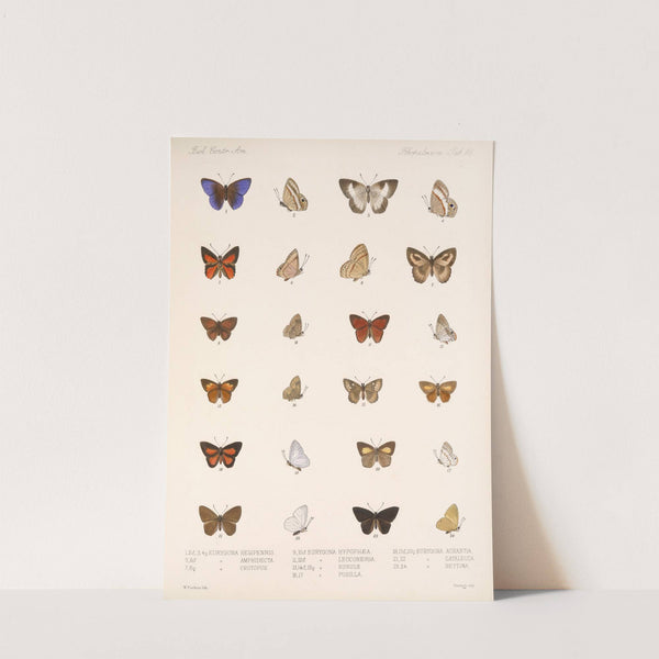 Insecta Lepidoptera-Rhopalocera Pl 041 by Frederick DuCane Godman