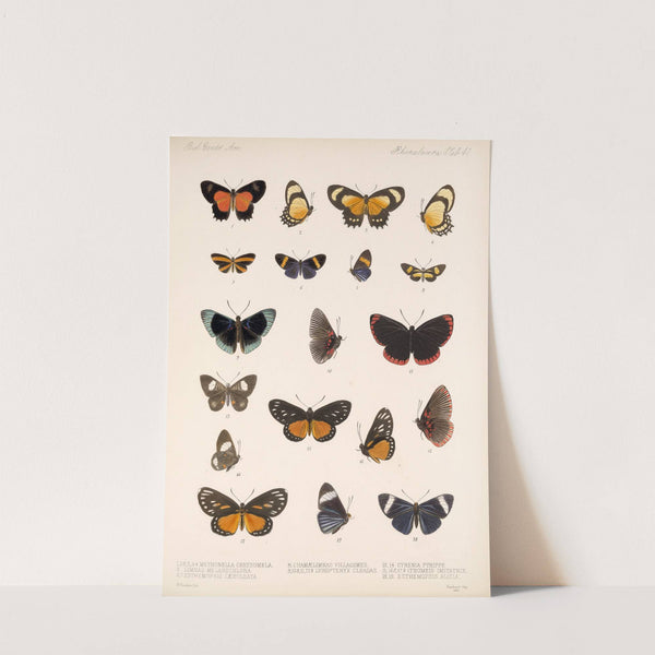 Insecta Lepidoptera-Rhopalocera Pl 042 by Frederick DuCane Godman