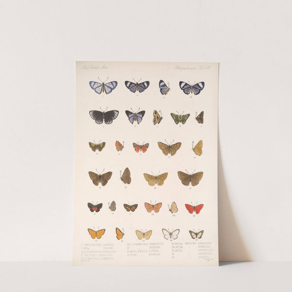 Insecta Lepidoptera-Rhopalocera Pl 043 by Frederick DuCane Godman