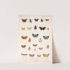 Insecta Lepidoptera-Rhopalocera Pl 045 by Frederick DuCane Godman