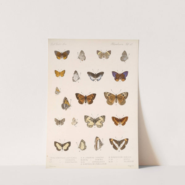 Insecta Lepidoptera-Rhopalocera Pl 046 by Frederick DuCane Godman