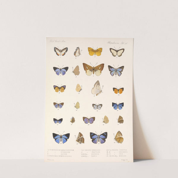 Insecta Lepidoptera-Rhopalocera Pl 047 by Frederick DuCane Godman