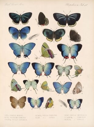 Insecta Lepidoptera-Rhopalocera Pl 049 — size preview