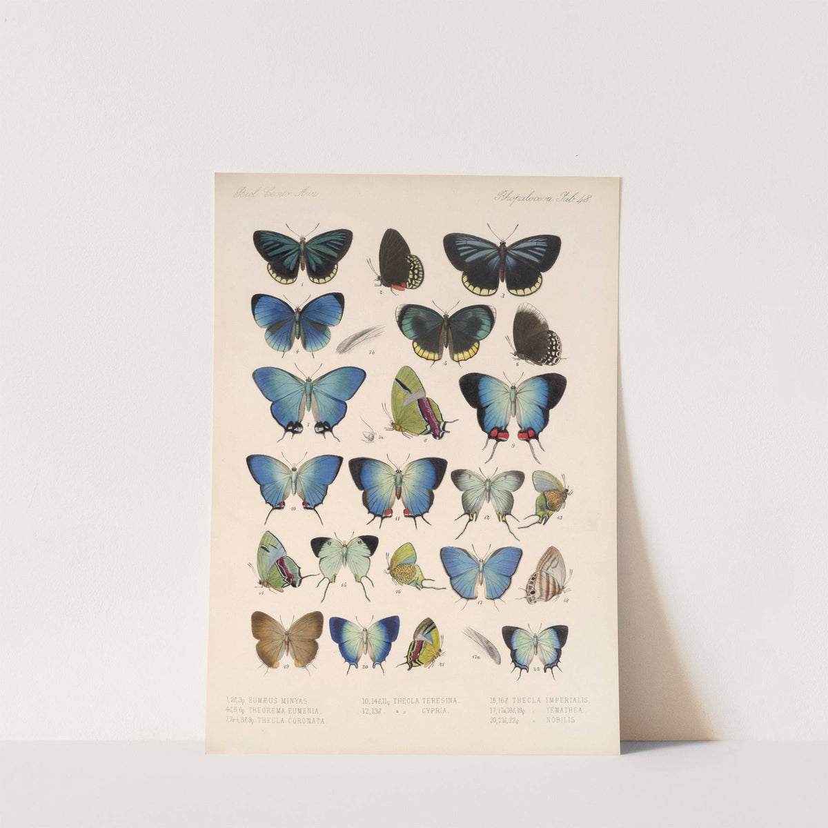 Insecta Lepidoptera-Rhopalocera Pl 049 by Frederick DuCane Godman