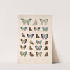 Insecta Lepidoptera-Rhopalocera Pl 050 by Frederick DuCane Godman