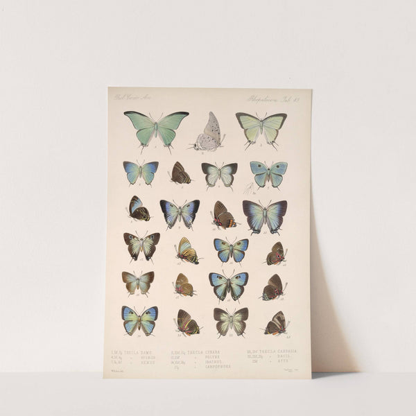 Insecta Lepidoptera-Rhopalocera Pl 050 by Frederick DuCane Godman
