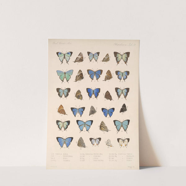 Insecta Lepidoptera-Rhopalocera Pl 052 by Frederick DuCane Godman