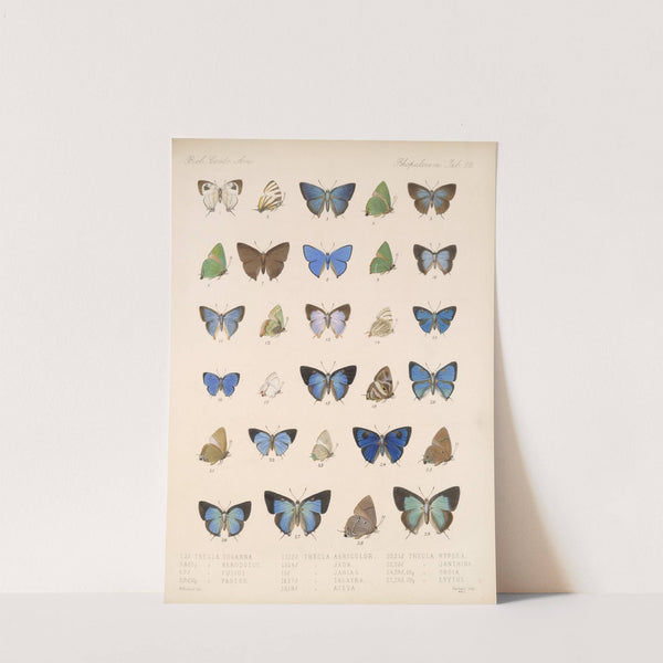 Insecta Lepidoptera-Rhopalocera Pl 053 by Frederick DuCane Godman