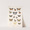 Insecta Lepidoptera-Rhopalocera Pl 060 by Frederick DuCane Godman