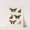 Insecta Lepidoptera-Rhopalocera Pl 070 by Frederick DuCane Godman