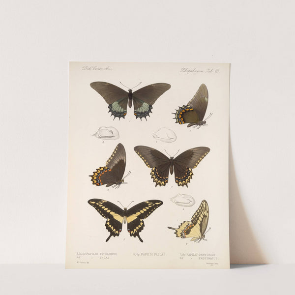 Insecta Lepidoptera-Rhopalocera Pl 070 by Frederick DuCane Godman