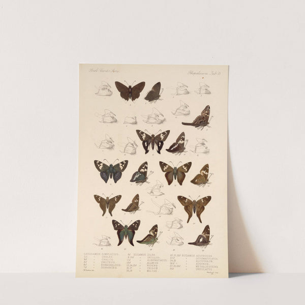 Insecta Lepidoptera-Rhopalocera Pl 076 by Frederick DuCane Godman