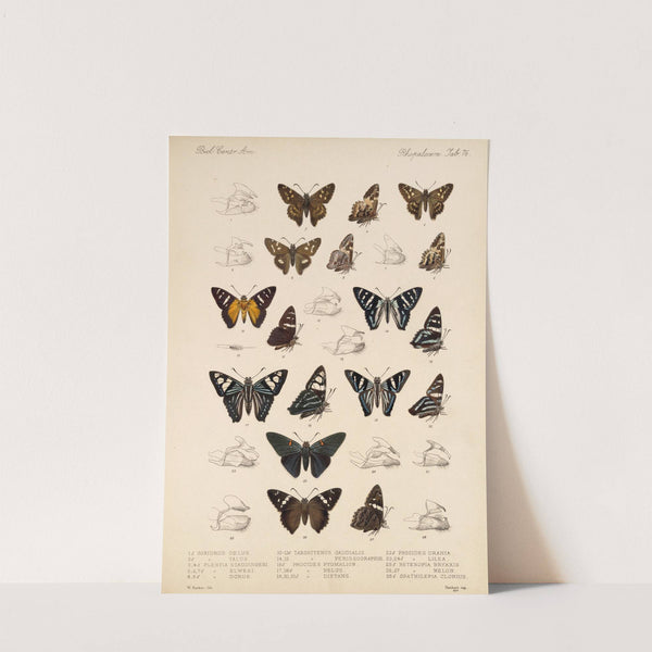 Insecta Lepidoptera-Rhopalocera Pl 077 by Frederick DuCane Godman