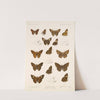 Insecta Lepidoptera-Rhopalocera Pl 080 by Frederick DuCane Godman