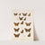 Insecta Lepidoptera-Rhopalocera Pl 080 by Frederick DuCane Godman