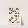 Insecta Lepidoptera-Rhopalocera Pl 082 by Frederick DuCane Godman