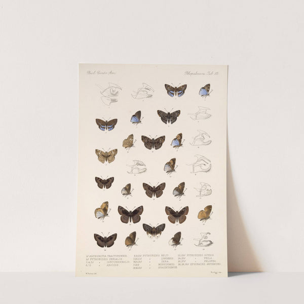 Insecta Lepidoptera-Rhopalocera Pl 083 by Frederick DuCane Godman