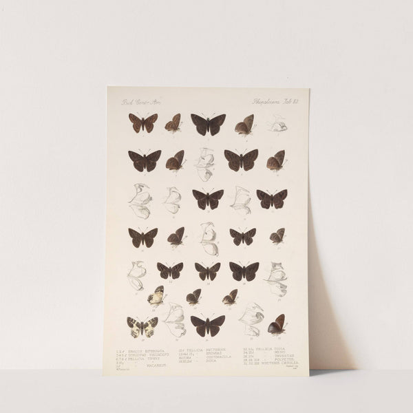 Insecta Lepidoptera-Rhopalocera Pl 084 by Frederick DuCane Godman