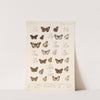 Insecta Lepidoptera-Rhopalocera Pl 086 by Frederick DuCane Godman