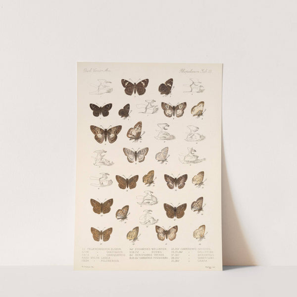 Insecta Lepidoptera-Rhopalocera Pl 086 by Frederick DuCane Godman