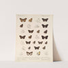 Insecta Lepidoptera-Rhopalocera Pl 089 by Frederick DuCane Godman