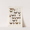 Insecta Lepidoptera-Rhopalocera Pl 106 (1879-1915) by Frederick DuCane Godman
