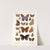 Insecta Lepidoptera-Rhopalocera Pl 108 (1879-1915) by Frederick DuCane Godman