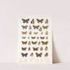 Insecta Lepidoptera-Rhopalocera Pl 109 (1879-1915) by Frederick DuCane Godman