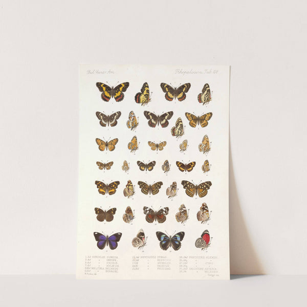 Insecta Lepidoptera-Rhopalocera Pl 109 (1879-1915) by Frederick DuCane Godman