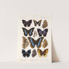 Insecta Lepidoptera-Rhopalocera Pl 110 (1879-1915) by Frederick DuCane Godman