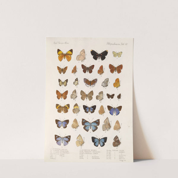 Insecta Lepidoptera-Rhopalocera Pl 111 (1879-1915) by Frederick DuCane Godman