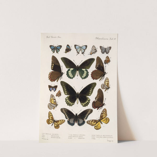 Insecta Lepidoptera-Rhopalocera Pl 112 (1879-1915) by Frederick DuCane Godman