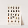 Insecta Rhynchota Hemiptera-Heteroptera Pl 04 (1879-1915) by Frederick DuCane Godman