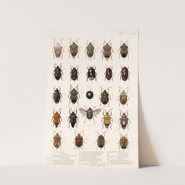 Insecta Rhynchota Hemiptera-Heteroptera Pl 04 (1879-1915) by Frederick DuCane Godman