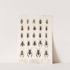 Insecta Rhynchota Hemiptera-Heteroptera Pl 11 (1879-1915) by Frederick DuCane Godman