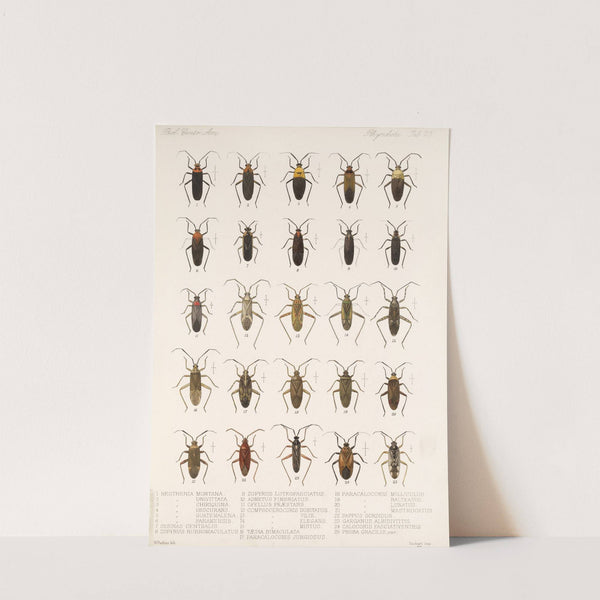 Insecta Rhynchota Hemiptera-Heteroptera Pl 25 by Frederick DuCane Godman