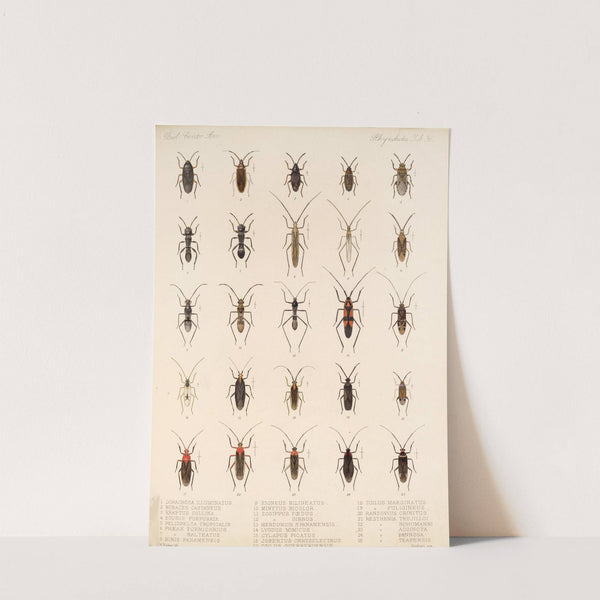 Insecta Rhynchota Hemiptera-Heteroptera Pl 36 by Frederick DuCane Godman