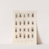 Insecta Rhynchota Hemiptera-Heteroptera Pl 40 by Frederick DuCane Godman