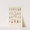 Insecta Rhynchota Hemiptera-Heteroptera Pl 43 by Frederick DuCane Godman