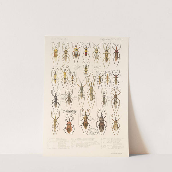 Insecta Rhynchota Hemiptera-Heteroptera Pl 43 by Frederick DuCane Godman