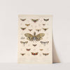 Insecta Rhynchota Hemiptera-Homoptera Pl 06 by Frederick DuCane Godman