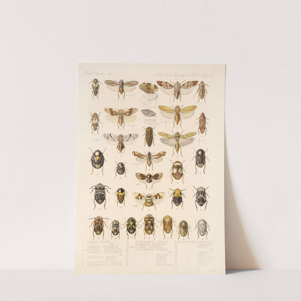 Insecta Rhynchota Hemiptera-Homoptera Pl 26 by Frederick DuCane Godman