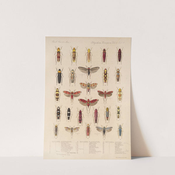 Insecta Rhynchota Hemiptera-Homoptera Pl 31 by Frederick DuCane Godman