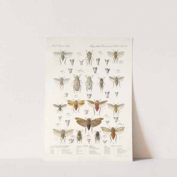 Insecta Rhynchota Hemiptera-Homoptera Pl 35 by Frederick DuCane Godman