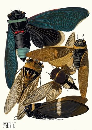 Insectes Pl.01