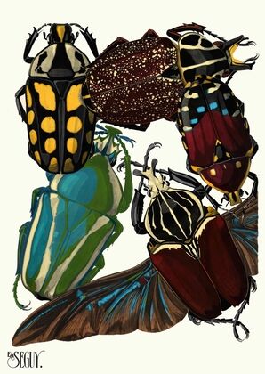 Insectes Pl.03