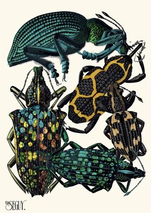 Insectes Pl.06